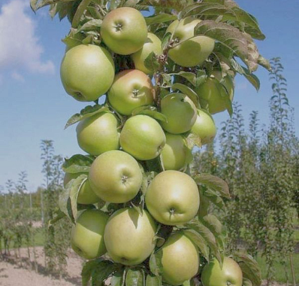 Яблоня колоновидная 'Икша'